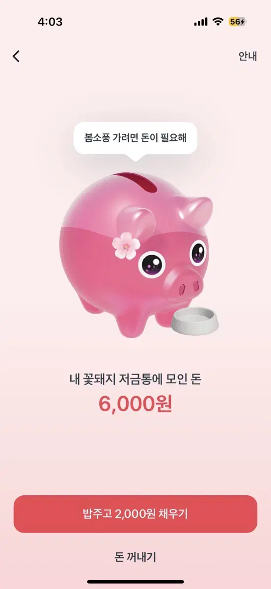 토스 꽃돼지